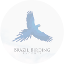 Brasil Bird-8